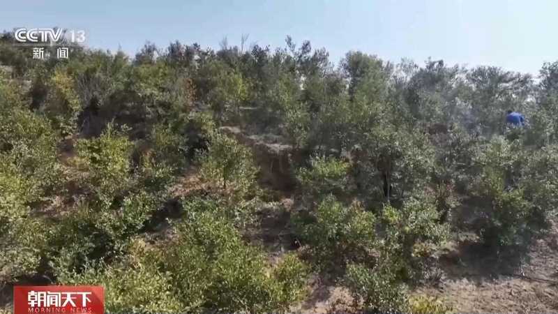  森林质量稳步提升；混交模式渐成主流；各地科学管护见成效 健康养生