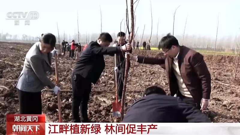  森林质量稳步提升；混交模式渐成主流；各地科学管护见成效 健康养生