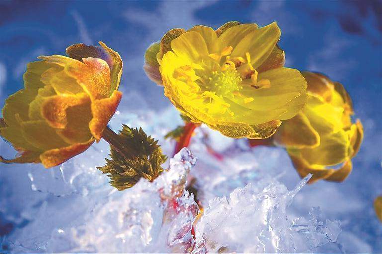  冰凌花生境研究：东北早春林下植物的生存智慧与科学观察 文化旅游