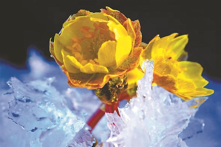  冰凌花生境研究：东北早春林下植物的生存智慧与科学观察 文化旅游