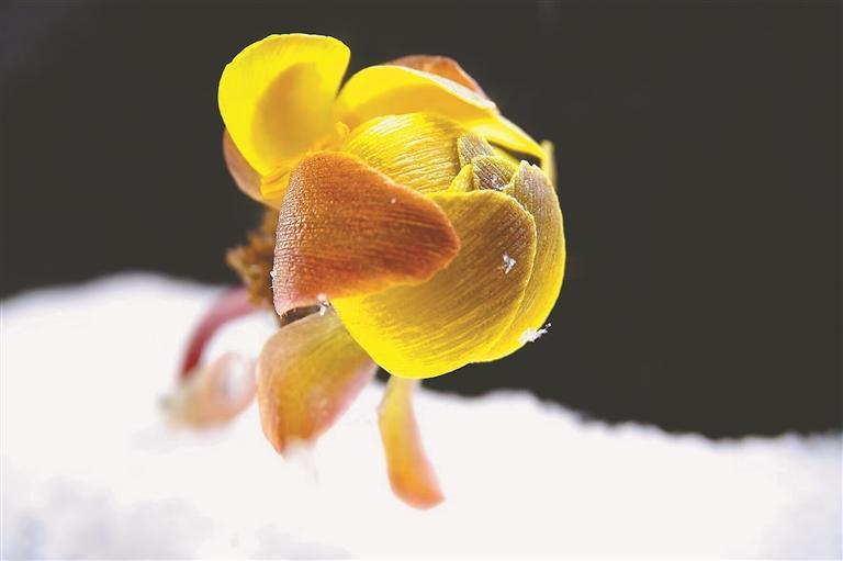  冰凌花生境研究：东北早春林下植物的生存智慧与科学观察 文化旅游