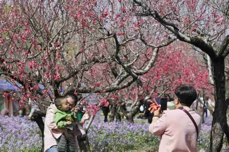  平谷桃花节全域游览地图技术解析：从农文体旅商融合到智慧景区的系统化运营 文化旅游