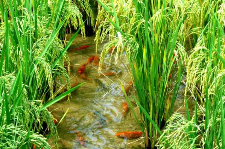  技术赋能乡村全面振兴：都市现代农业的上海路径深度解析 新闻