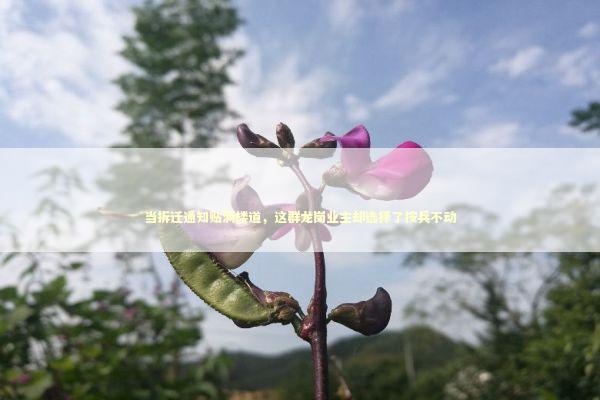 当拆迁通知贴满楼道，这群龙岗业主却选择了按兵不动 房产家居